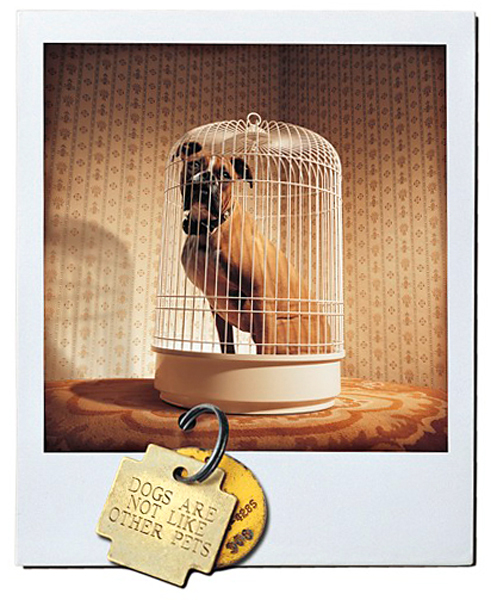The Toronto Humane Society
